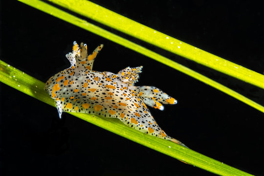 Thecacera pennigera