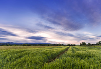 Fototapeta na wymiar Wheat field hay green sunset summer blue sky food farm organic vegan Croatia agriculture countryside