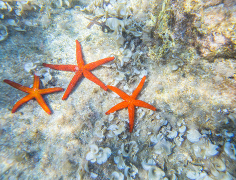 group of sea stars on the bottom of the sea