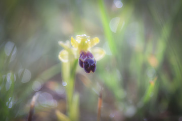 Detail of a wild orchidea in the grass