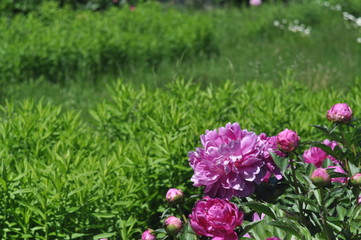 A flower of a pink peony on a background of green dense grass