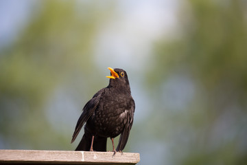 Amsel_Turdus merula_Common blackbird