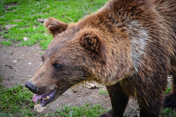 Brown bear shows the tongue