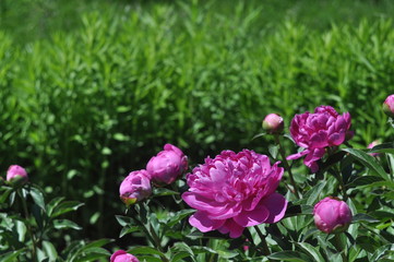 A flower of a pink peony on a background of green dense grass