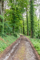 Waldweg