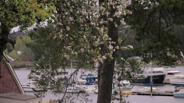 white cherry blossom branch