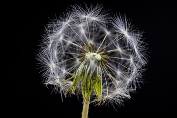 Seeds of dandelion in a close-up. Grain spread by the wind. Blowing on dandelions glad children of every generation.