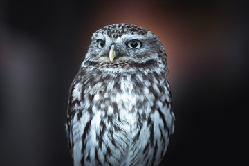 Little Owl sitting and looking around with negative space and bokeh