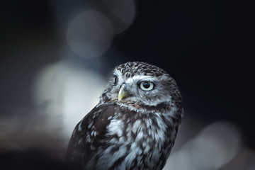 Little Owl sitting and looking around with negative space and bokeh