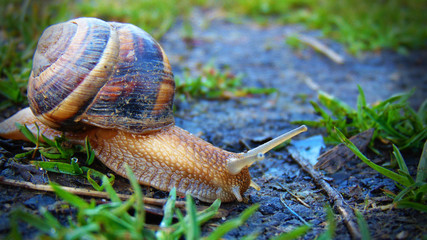 Snail