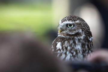 Little Owl sitting and looking around with negative space and bokeh