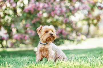 Photo sur Plexiglas Chien close up portrait of pretty sweet small little dog Yorkshire terrier in collar sitting outdoor dress on the spring sunny summer background