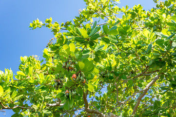 Cashew tree.