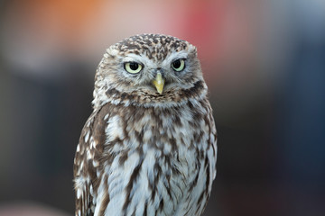 Little Owl sitting and looking around with negative space and bokeh