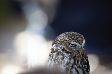 Little Owl sitting and looking around with negative space and bokeh