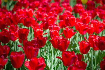 Colorgul tulips blooming in spring park