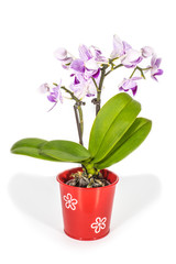 Fototapeta na wymiar Kleine Orchidee