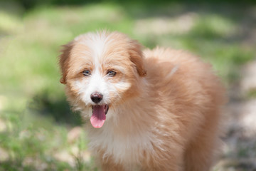 Puppy at the shelter