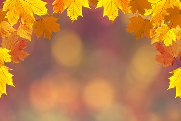 Colorful fall season leaves on blurry bokeh copy space background. Selective focus used.