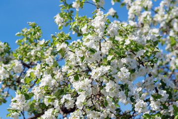 White flowering spring apple branches