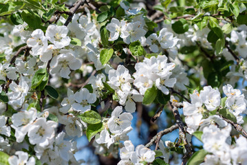 White flowering spring apple branches