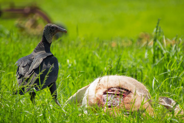 American Black Vulture