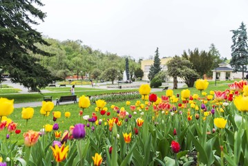 tulips in city park
