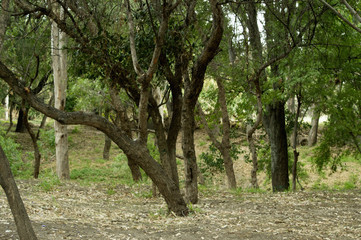 Fototapeta premium Woodland
