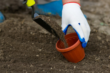 Planting in the garden