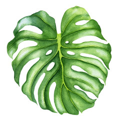 Realistic tropical botanical foliage plants. Monstera leaves. Hand painted watercolor illustration isolated on white.