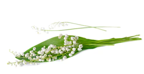 Papier Peint photo Muguet Lily of the Valley isolated on white