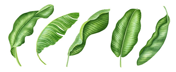 Realistic tropical botanical foliage plants. Set of tropical leaves and flowers: green palm neanta, monstera, hibiscus. Hand painted watercolor illustration isolated on white. Banana leaves