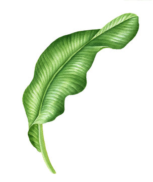 Realistic tropical botanical foliage plants Tropical banana leaves. Hand painted watercolor illustration isolated on white. 