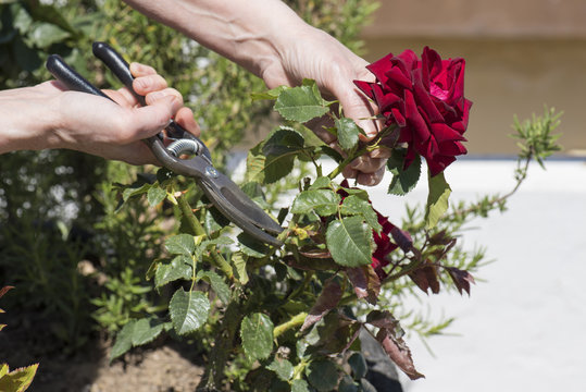 Persona corta una rosa roja con las tijeras