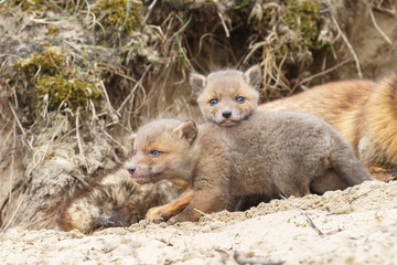 Red fox mother and her new born cubs
