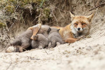 Red fox mother and her new born cubs
