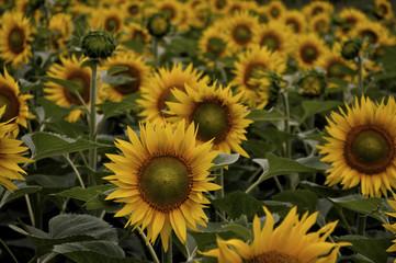 Fototapeta premium sunflower field at sunset