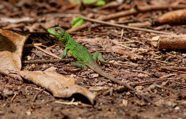iguana