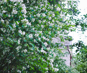 Fototapeta premium Background of spring flowers