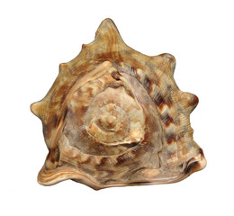 Big ocean shell from Dominikana(back view)