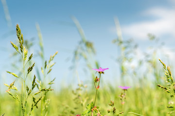 Die wild wachsende Heilpflanze Storchschnabel leuchtet auf der Blumenwiese im Sonnenlicht vor einem perfekten Himmel
