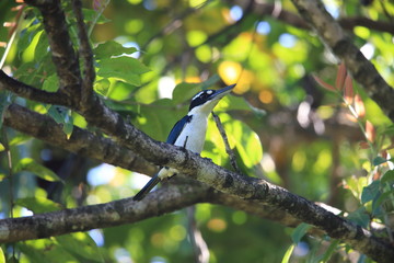 Sombre kingfisher (Todiramphus funebris) in Halmahera Island, Indonesia
