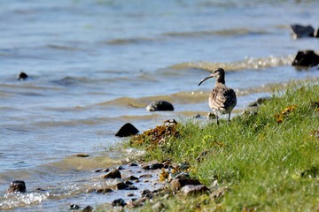 Un Courlis cendré en bord de mer. Bretagne