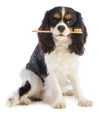 Cavalier king Charles with a toothbrush in the mouth