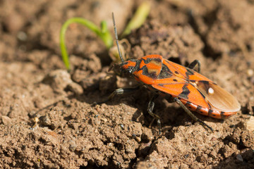 cimice carabiniera3