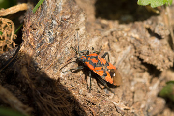 cimice carabiniera5