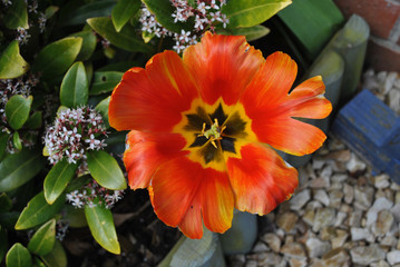 Orange Tulip