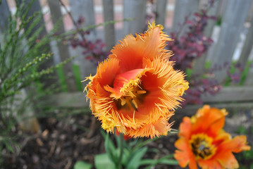 Orange Tulip Fringed