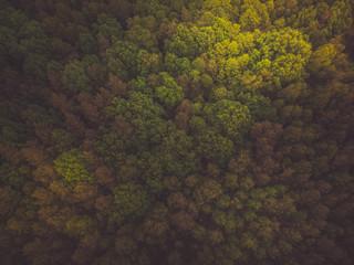 Naklejka premium Toned aerial image of wild forest