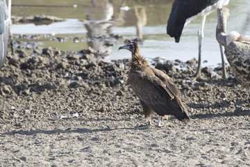 Hooded Vulture sitting on the sandy shore of a small river in the dry season near other birds of prey